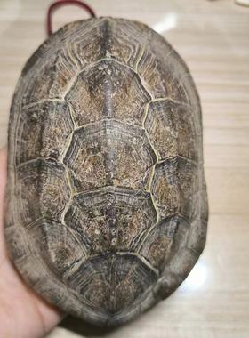 26财者天然龟壳办公室中式
