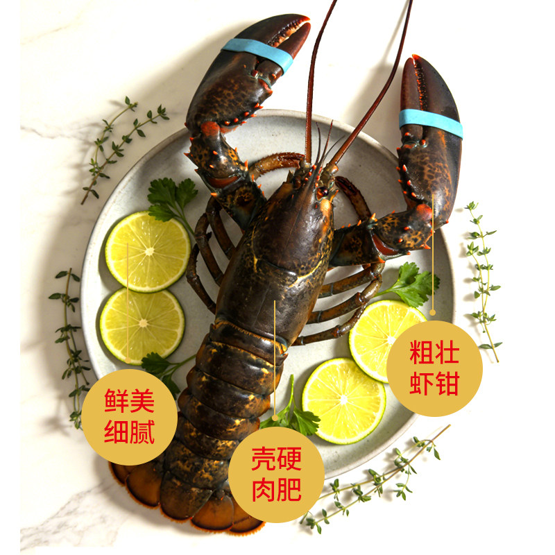 【保活到家】波士顿龙虾鲜活加拿大特大龙虾新鲜活虾包鲜顺丰包邮,淘宝优惠券,粉丝福利购,淘宝优惠卷