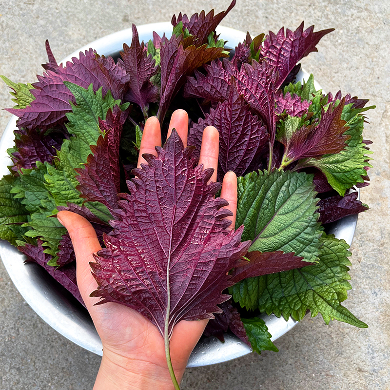 农家新鲜全叶紫苏叶无长杆可食用香料蔬菜鱼虾蟹牛蛙去腥提香250g - 图0