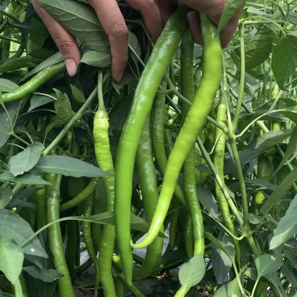 新鲜线椒 农家种植辣椒蔬菜 二荆条薄皮辣椒小椒现摘现发长青线椒 - 图1