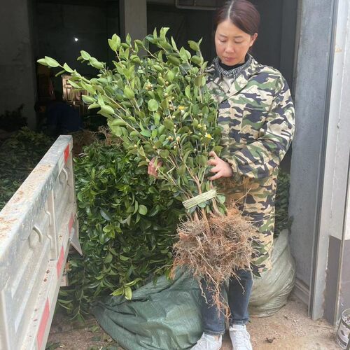 江西高产嫁接油茶苗良种油茶树苗长林系矮化杂交茶籽红皮大果白花 - 图2