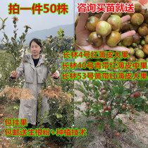 Oil Tea Sapling High Yield Graft Oil Tea Seedlings Tea Seed Sapling White Flowers large fruit South cultivation with earth shipping