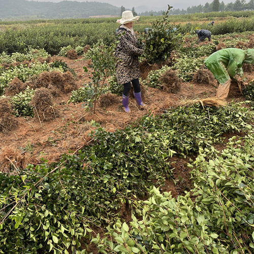 江西高产嫁接油茶苗良种油茶树苗长林系矮化杂交茶籽红皮大果白花 - 图1