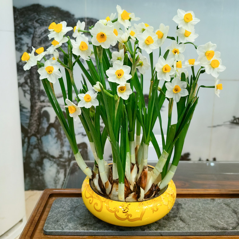 正宗漳州水仙花种球特级大球冬季室内水培植物水养花卉盆栽种子头,淘宝优惠券,粉丝福利购,淘宝优惠卷