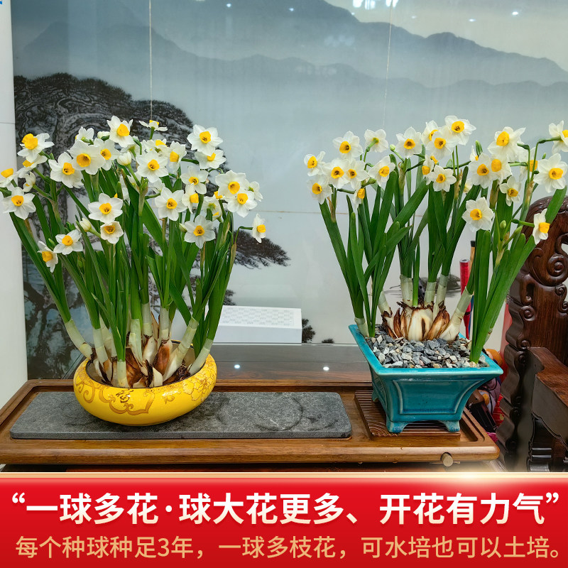 正宗漳州水仙花种球特级大球冬季室内水培植物水养花卉盆栽种子头,淘宝优惠券,粉丝福利购,淘宝优惠卷