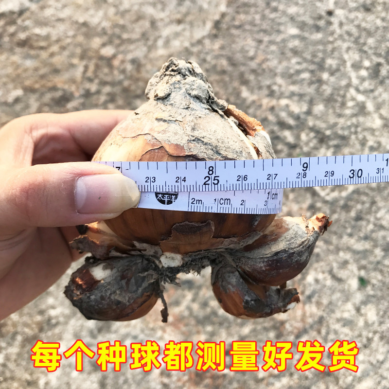 正宗漳州水仙花种球特级大球冬季室内水培植物水养花卉盆栽种子头,淘宝优惠券,粉丝福利购,淘宝优惠卷