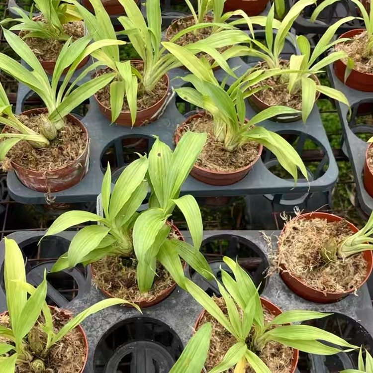 妖精兰粉妖精室内外绿植花卉,淘宝优惠券,粉丝福利购,淘宝优惠卷