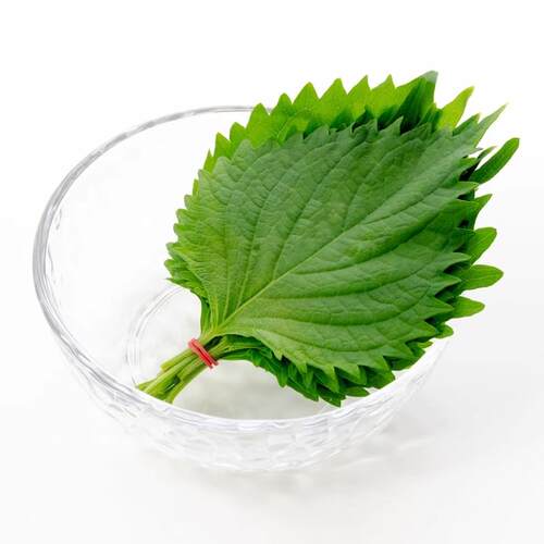 新鲜苏子叶可食用大叶三文鱼海鲜刺身日本寿司料理摆盘装饰紫苏叶 - 图2