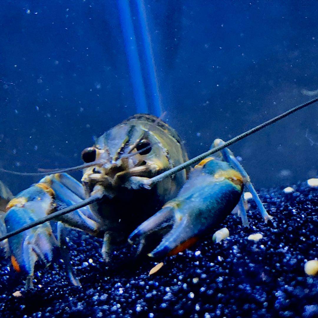 淡水观赏虾活体抱蛋种虾澳洲淡水小龙虾宠物鳌虾蓝龙虾苗冷水虾