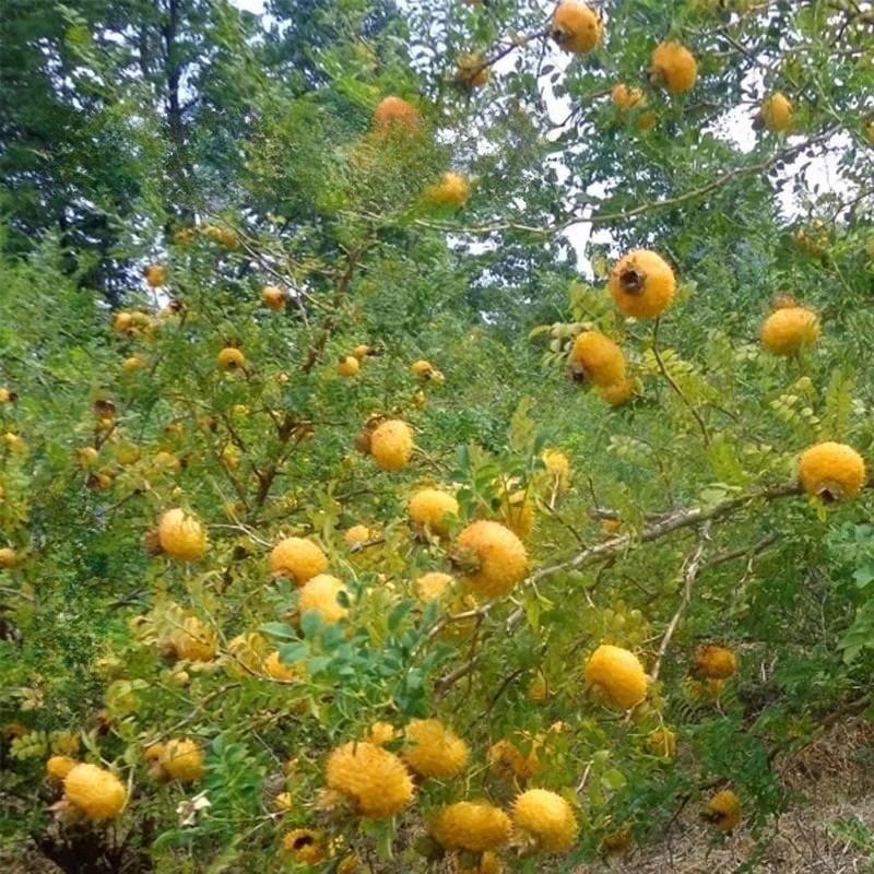 贵州新鲜刺梨根刺藜子根干根片泡酒泡水中药材野刺梨根刺梨果包邮 - 图0