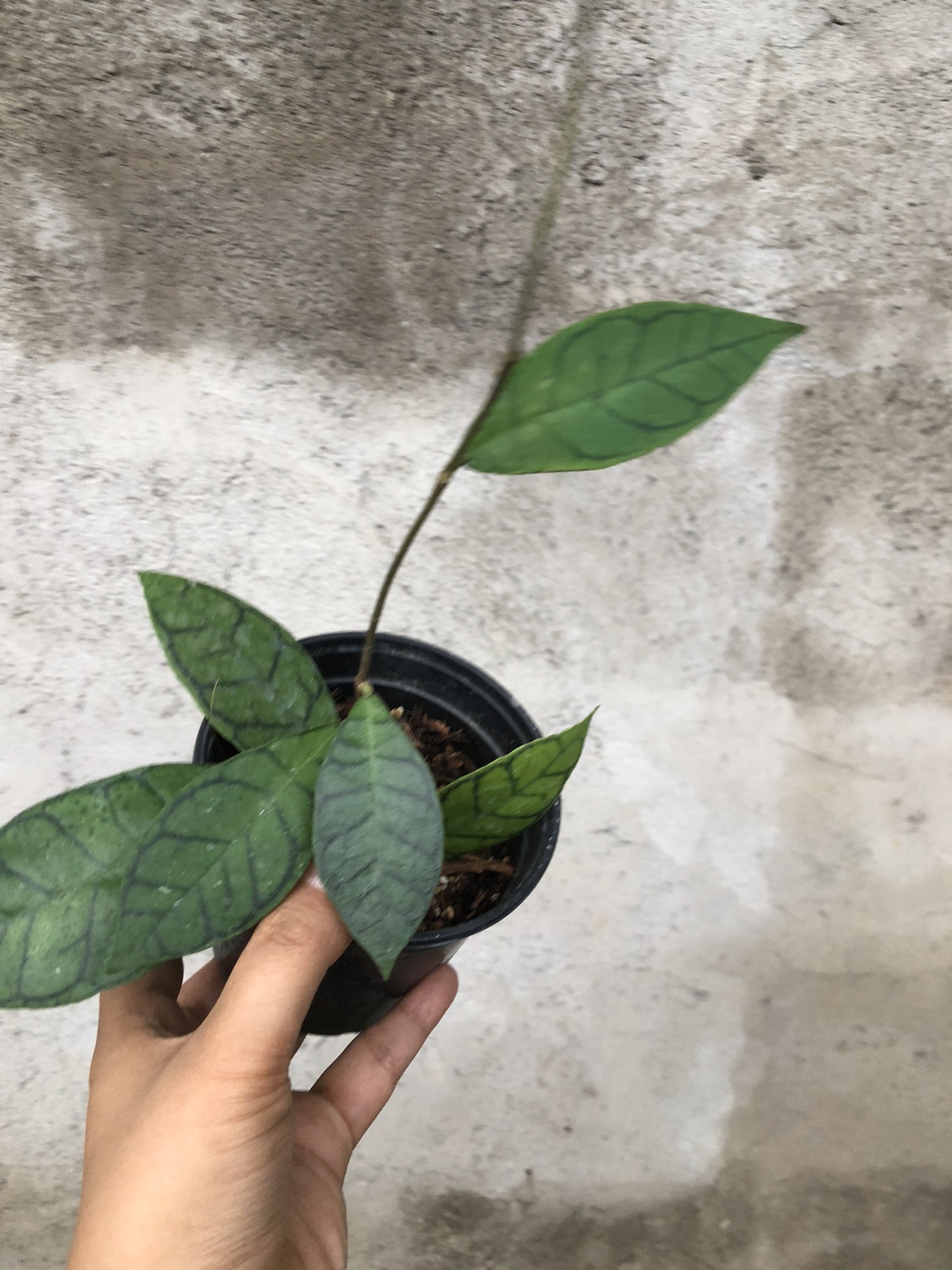 淡味球兰美叶球兰 hoya callistophylla室内精选盆栽绿植花卉-图2