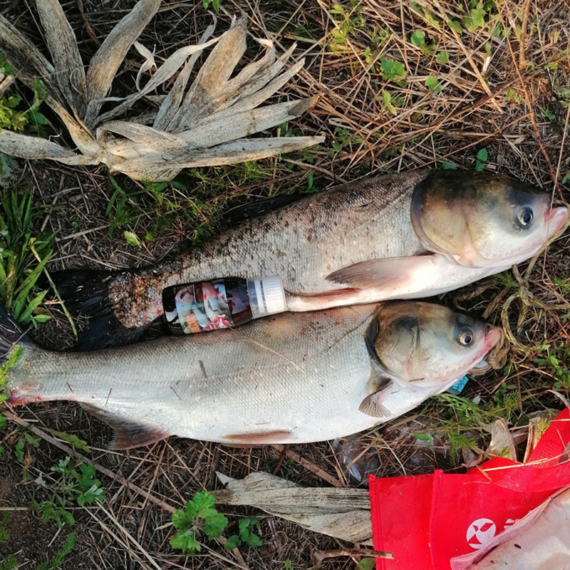 浮钓鲢鳙专用饵料酸臭钓鱼小药野钓花白鲢大头鱼方块饵窝料诱食剂-图2