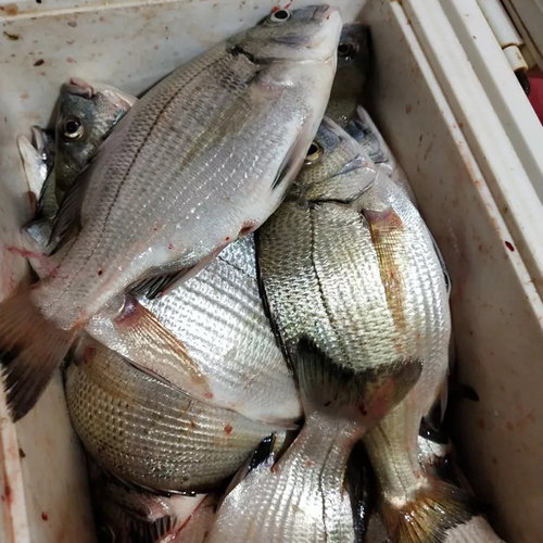海钓专用诱鱼剂浓腥鲈鱼路亚假饵小药添加剂黑鲷打窝料鲻鱼面饵料 - 图1
