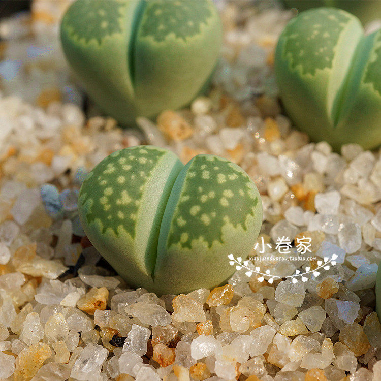 小卷多肉植物生石花绿福来 2年生 屁屁花 屁股花石头花