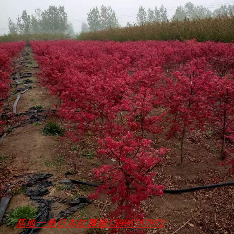 红枫树苗美国红枫日本红枫中国红枫红枫小苗盆栽地栽庭院绿化树木 - 图0