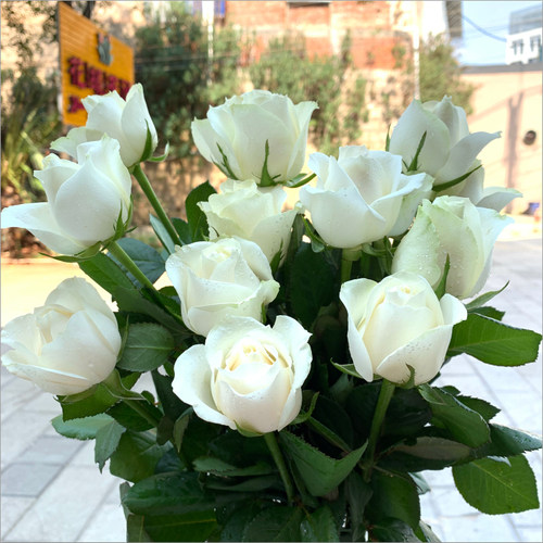 玫瑰鲜花花束云南直发速递同城卡布奇诺戴安娜艾莎家用教师节礼物 - 图0