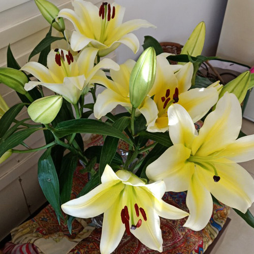 鲜花花束云南昆明基地直发香水百合花速递同城生日520情人节礼物 - 图1