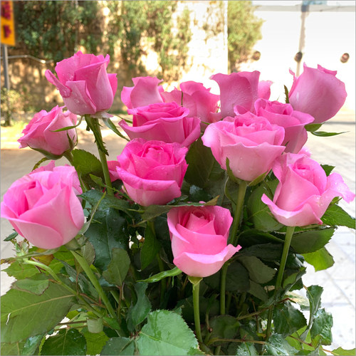玫瑰鲜花花束云南直发速递同城卡布奇诺戴安娜艾莎家用教师节礼物 - 图2