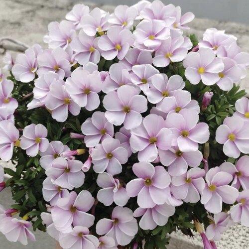 种球秋植新手易养早花系列酢浆草种球开花阳台幸运草 - 图1