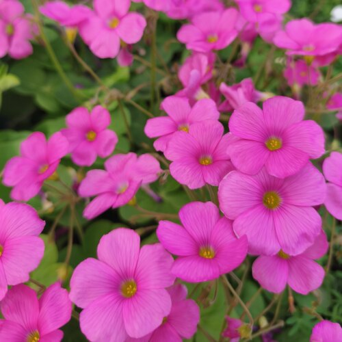 种球秋植新手易养早花系列酢浆草种球开花阳台幸运草 - 图0