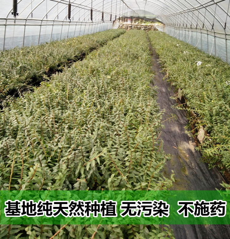 带叶乐清新鲜铁皮石斛鲜条500g克 榨汁用三年生铁皮枫风斗雁荡山