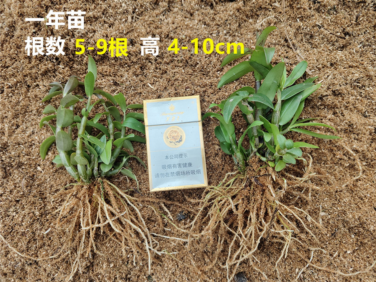 铁皮石斛苗原产地直发带根1年生石斛苗可食用花卉种植阳台观赏盆