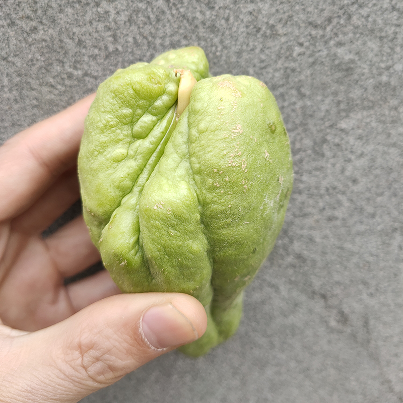 佛手瓜瓜苗种苗种籽孑带芽种苗瓜苗扶手春秋四季盆栽龙须菜秧种植 - 图3