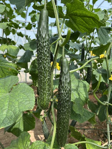 黄瓜种子种籽富阳二号F1 春夏秋露天温室大棚蔬菜种苗高产苗 - 图3