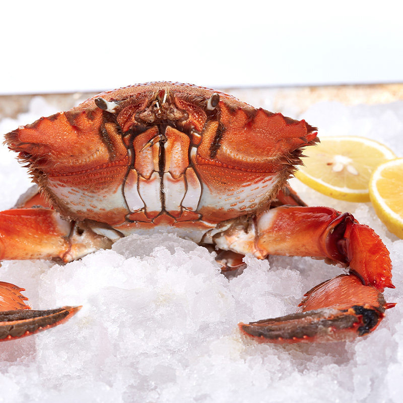 老虎蟹3只装400-500g/只贵妃蟹特大海鲜冷冻水产咖啡蟹红螃蟹特大,淘宝优惠券,粉丝福利购,淘宝优惠卷