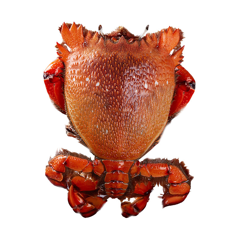 老虎蟹3只装400-500g/只贵妃蟹特大海鲜冷冻水产咖啡蟹红螃蟹特大,淘宝优惠券,粉丝福利购,淘宝优惠卷