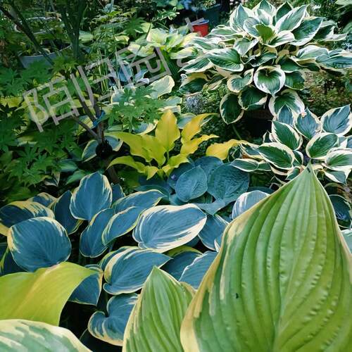 已发芽长叶 玉簪  新品链接2 多年生宿根耐阴观叶植物10cm盆栽苗 - 图2