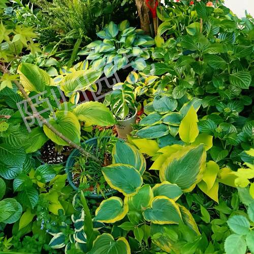 已发芽长叶 玉簪  新品链接2 多年生宿根耐阴观叶植物10cm盆栽苗 - 图0