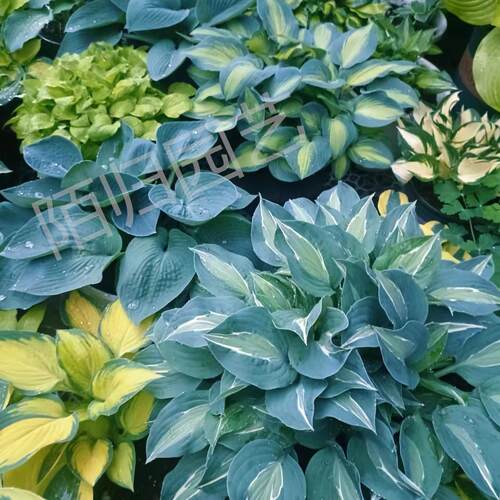 已发芽长叶 玉簪  新品链接2 多年生宿根耐阴观叶植物10cm盆栽苗 - 图1