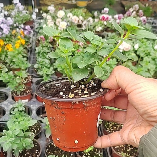 【盆栽苗】金鱼草 乙女心双子星切花 耐热春夏季开花阳台庭院花卉 - 图3