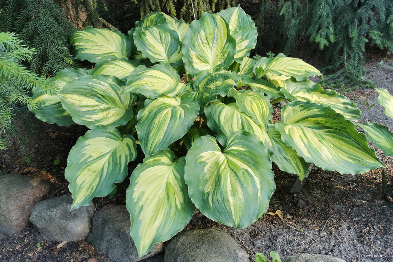 玉簪 印花乖仔也疯狂 新品链接多年生宿根耐阴观叶植物10cm盆栽苗