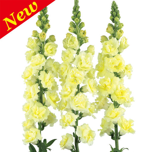 【盆栽苗】金鱼草 乙女心双子星切花 耐热春夏季开花阳台庭院花卉 - 图1
