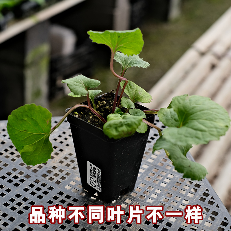 重瓣丹麦紫斑垂吊钓风铃草花苗种子小苗卢布四季阳台庭院盆栽宿根-图1