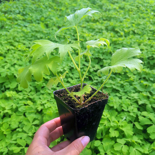 大花飞燕草花苗种子穴盘苗大苗盆栽小花重瓣北极光四季开花庭院 - 图1
