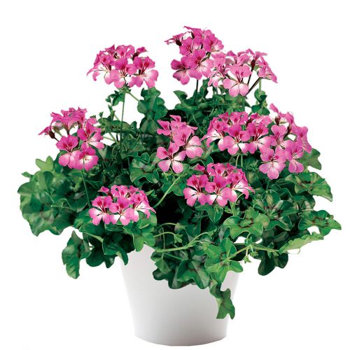 2株垂吊钓直立天竺葵花苗种子小苗重四季种开花盆栽阳台庭院冬季 - 图3