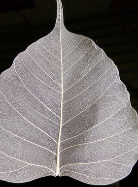 diy书签茶漏押花装饰画菩提叶