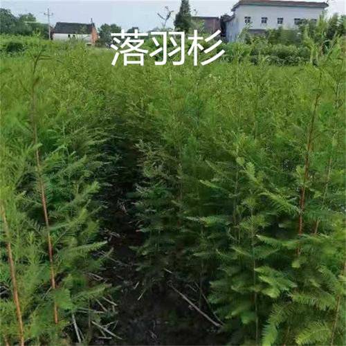 池杉小苗落羽杉树苗庭院道路农田护坡占地水边大型四季常青杉树苗 - 图0