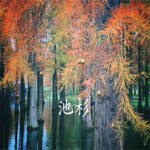 池杉小苗落羽杉树苗庭院道路农田护坡占地水边大型四季常青杉树苗 - 图3