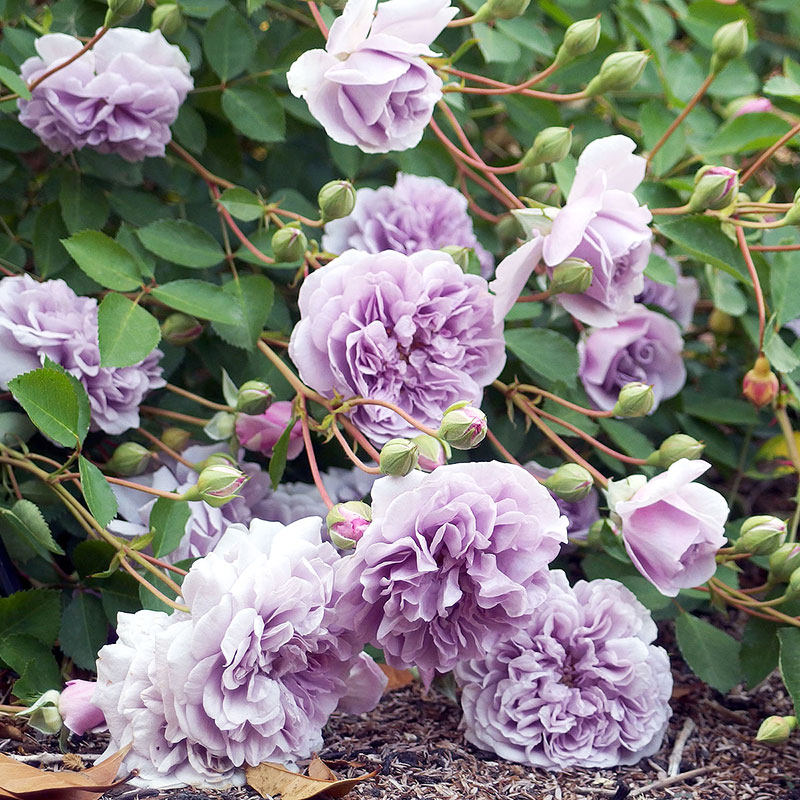 小鼹鼠园艺家爬藤月季蓝色阴雨蓝紫色藤本花苗长势快阳台玫瑰,淘宝优惠券,粉丝福利购,淘宝优惠卷