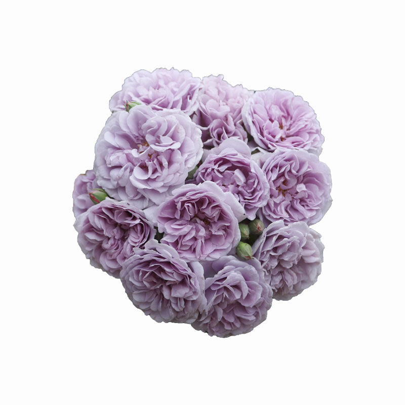 小鼹鼠园艺家爬藤月季蓝色阴雨蓝紫色藤本花苗长势快阳台玫瑰,淘宝优惠券,粉丝福利购,淘宝优惠卷