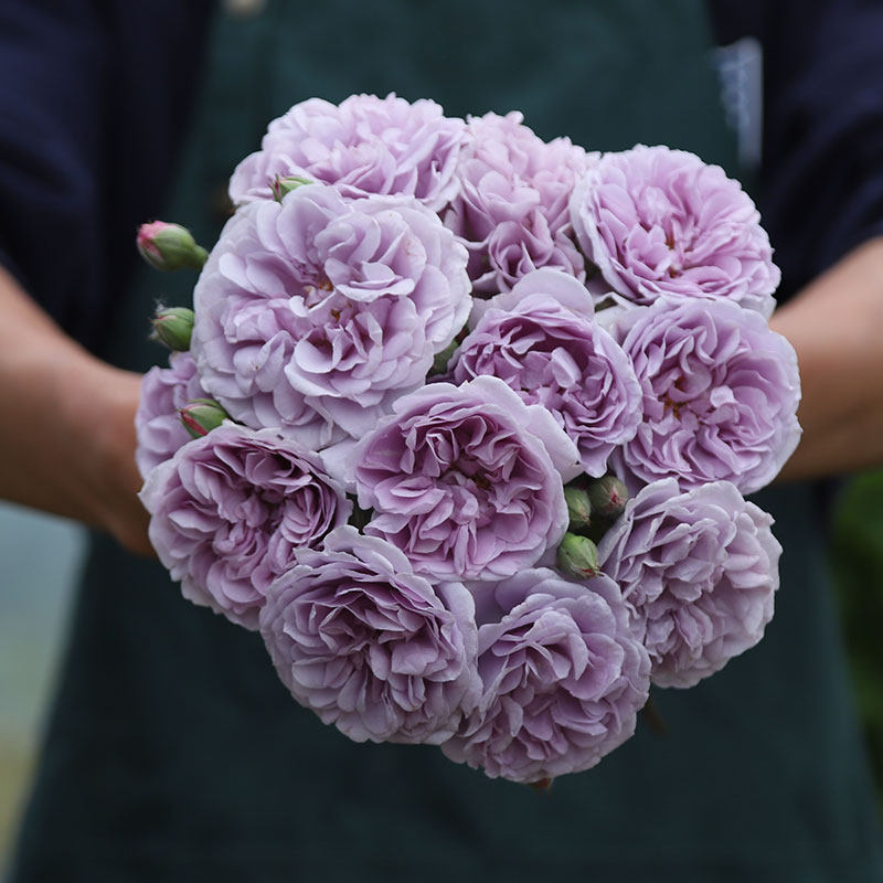 小鼹鼠园艺家爬藤月季蓝色阴雨蓝紫色藤本花苗长势快阳台玫瑰,淘宝优惠券,粉丝福利购,淘宝优惠卷