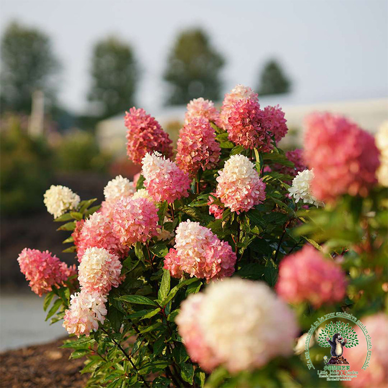 小鼹鼠园艺家圆锥绣球花苗香草草莓秋花粉色耐寒耐晒无需遮阴包邮 小鼹鼠园艺家 淘优券