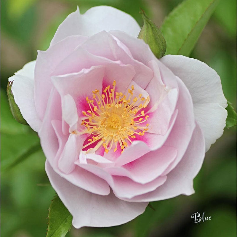 小鼹鼠园艺家灌木月季一见钟情丰花半重瓣美人尖,淘宝优惠券,粉丝福利购,淘宝优惠卷