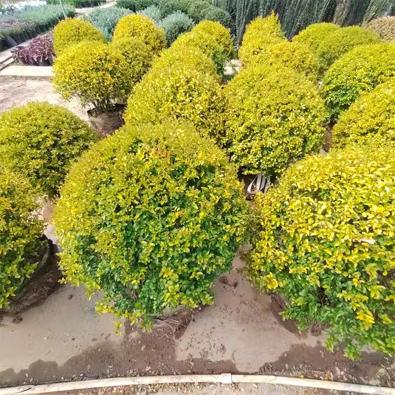 亮晶女贞落地球别墅庭院花境植物四季常青耐热耐寒亮金女贞落地锥