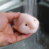 Американский Арчи Макфи Счастливая Уродливая Рыба Липкий серый артефакт UH -Meng Meng Emo Fish Sticky Mao разные игрушки с губами
