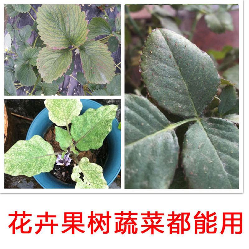 联肼乙螨唑红蜘蛛专用药杀虫剂农药月季柑橘草莓蔬菜常用药杀螨药-图1